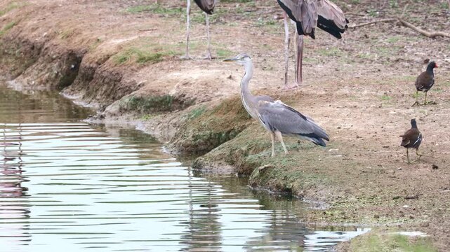 A 4K wildlife video capturing a Grey Heron standing patiently at the edge of a lake during the early morning, waiting and watching for fish to hunt. Moorhens and juvenile Painted Storks foraging. 