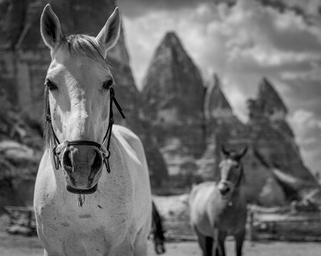 Araby w Kapadocji