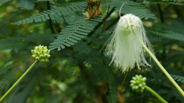 Slow motion of white Calliandra flower and unopened buds swaying softly in the mountain breeze. Ideal for meditation videos, botanical footage, macro detail, and aesthetic background visuals.