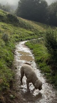 Playful Lagotto Romagnolo runs along a muddy trail covered with shallow water, splashing through puddles and enjoying the outdoor adventure. The video captures the dog's energy, enthusiasm, and love o