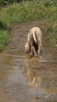 Cheerful Lagotto Romagnolo stands and moves through muddy puddles on a countryside trail after the rain. Video captures the dog happily getting dirty, splashing in the water, and enjoying the wet outd
