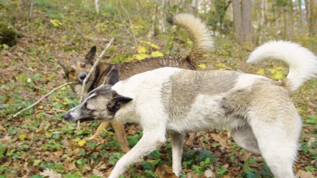 CLOSE UP: Two playful mixed breed dogs carrying and biting the same stick in autumn forest scattered with fallen brown leaves. Canine friendship, lively energy and outdoor fun among colourful trees.