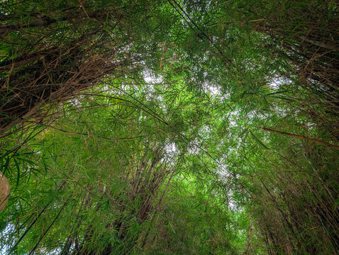 Beautiful tropical bamboo grove with lush green leaves and interlocking stalks creating a natural jungle pathway.