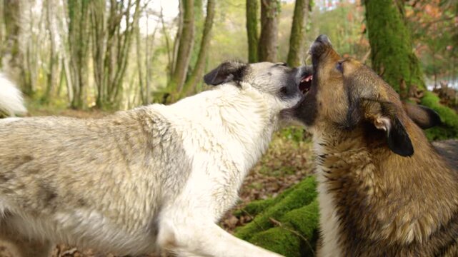 CLOSE UP: Two wet dogs growling face to face during lively play on a wooded riverbank. Their open mouths and expressions capture a spirited moment between mixed breed companions on an autumn walk.