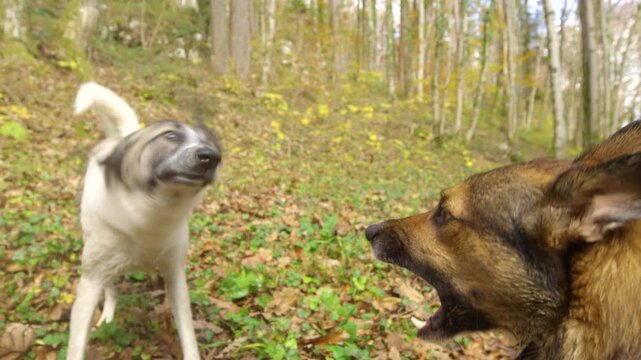 CLOSE UP: Wet white mixed breed dog rapidly shakes water from its coat while a brown shepherd mix barks beside it. Lively companions interact among fallen leaves in a sunny autumn forest in Slovenia.
