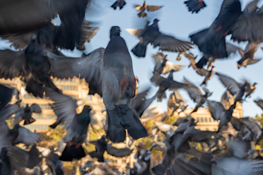Flying pigeons birds flock on traditional european town public square vertical view.
