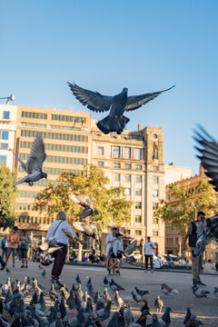 Flying pigeons birds flock on traditional european town public square vertical view.
