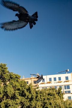 Flying pigeons birds flock on traditional european town public square vertical view.
