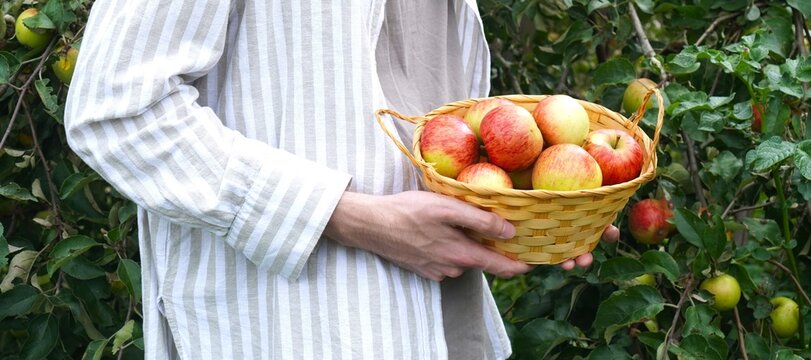 Individual in a striped shirt holds a basket filled with freshly picked apples in a lush orchard setting Focuses on the bounty of the harvest and the simplicity of rural life