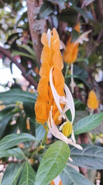 Golden Shrimp Plant Pachystachys Lutea Blooming in Tropical Garden