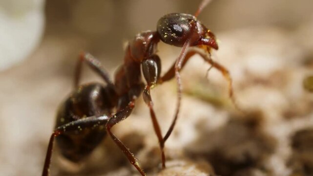 Extreme close-up of a Formica ant showing detailed anatomy and texture in a natural habitat.