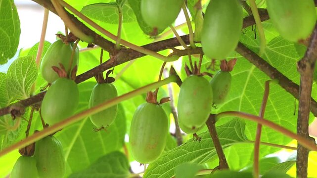 Growing of green fruits  actinidia on a vine in a garden during daytime
