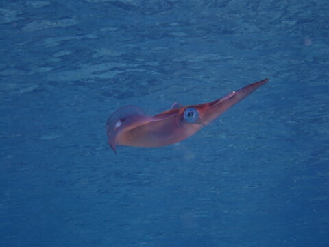 squid underwater close up cuttlefish big eye Loligo vulgaris ocean scenery blue water cephalopod