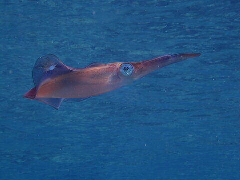 squid underwater close up cuttlefish big eye Loligo vulgaris ocean scenery blue water cephalopod