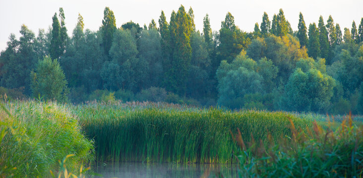 Nature at sunrise on a bright day in summer, Almere, Flevoland, the Netherlands, July, 2026