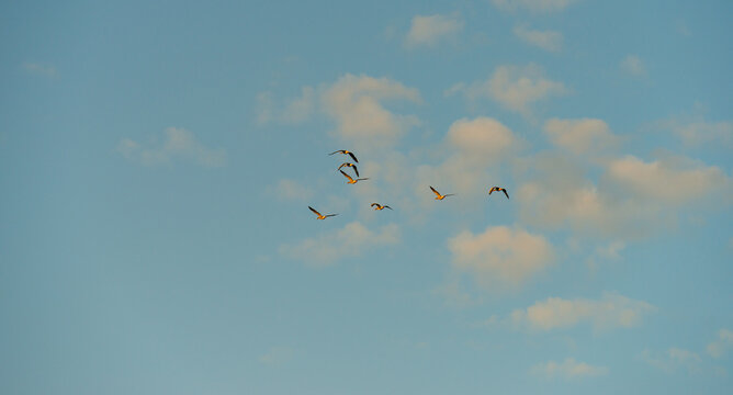 Birds flying in a blue bright sky after sunrise in summer, Almere, Flevoland, the Netherlands, July, 2026