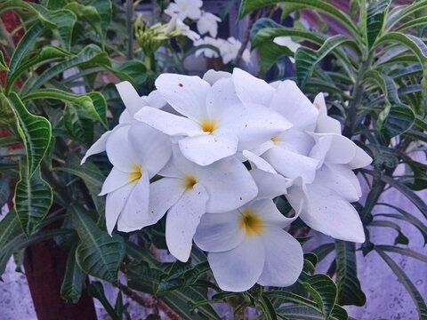 🇬🇧 English
This photo shows a cluster of blooming white frangipani flowers. The petals are soft white with golden-yellow centers. The flowers are surrounded by long, 