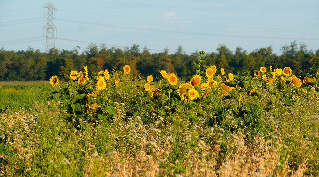 Wild flowers in a field in bright sunlight in summer, Almere, Flevoland, the Netherlands, July, 2026