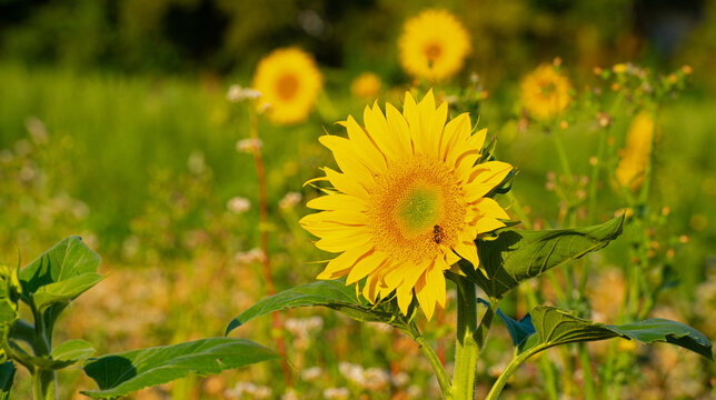 Wild flowers in a field in bright sunlight in summer, Almere, Flevoland, the Netherlands, July, 2026