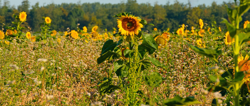 Wild flowers in a field in bright sunlight in summer, Almere, Flevoland, the Netherlands, July, 2026