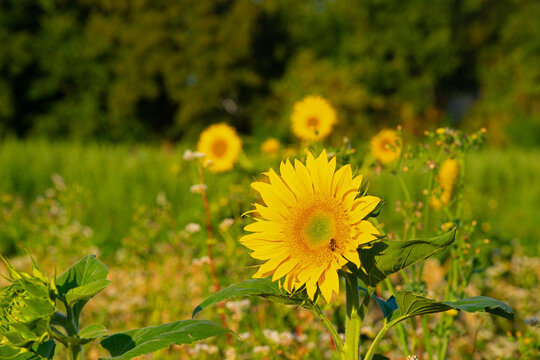 Wild flowers in a field in bright sunlight in summer, Almere, Flevoland, the Netherlands, July, 2026