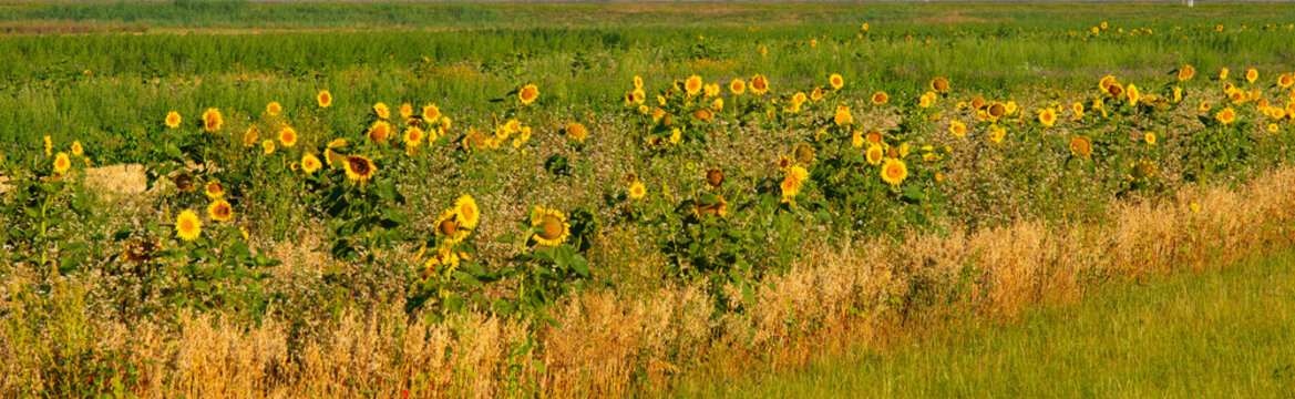 Wild flowers in a field in bright sunlight in summer, Almere, Flevoland, the Netherlands, July, 2026