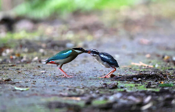 The fairy pitta (Pitta nympha) is a small and brightly colored species of passerine bird in the family Pittidae.