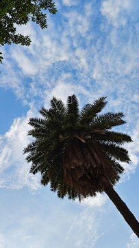 Palm tree nature view in aky