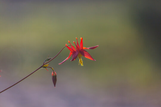 Wildflowers