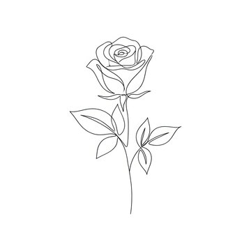 Minimalist continuous line drawing of a rose with minimalist romantic botanical singleline