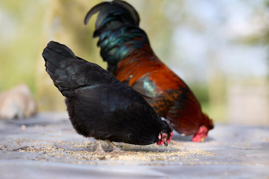 A black hen and a colorful rooster peck at feed on a farm. These domestic birds forage outdoors, showcasing natural behavior and a vibrant rural scene.