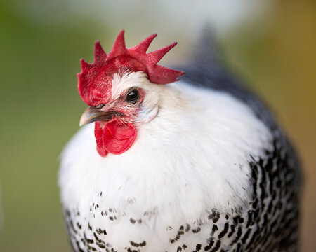 Close-up of a striking braekel chicken with a bright red comb and wattle, featuring a fluffy white neck and a black-and-white speckled body. Its brown eye looks thoughtfully.