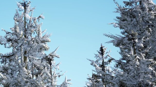 Tall trees covered in snow reach towards a clear blue sky. The scene shows a winter landscape with thick branches coated in frost. Sunlight brightens the surroundings.