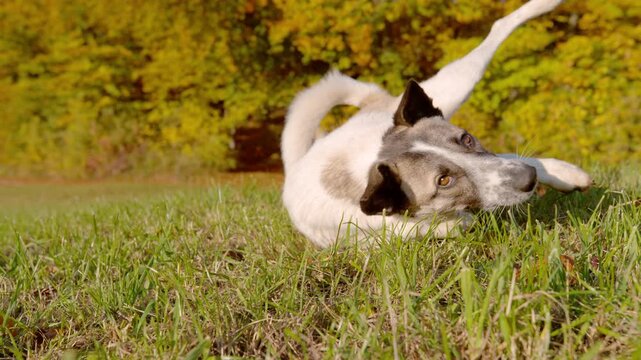 CLOSE UP, SLOW MOTION: Playful mixed breed dog rolls from its side into a relaxed lying position while wagging its curled tail in a sunny meadow. Golden autumn trees create a vibrant natural backdrop.