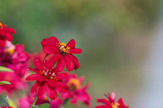 Close up of vibrant red zinnia flowers blooming with green bokeh sunlight in summer garden background