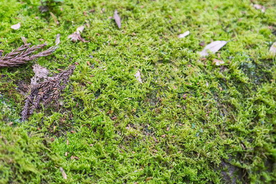 Close up of lush green moss growing on forest ground with dry leaves in natural background