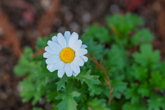 Close up of single white North Pole daisy flower blooming with green leaves in spring garden background