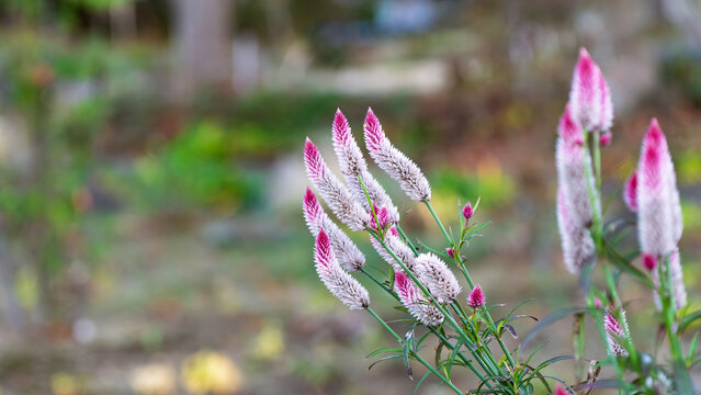 Close up of pink and white wheat celosia flowers blooming in autumn garden background