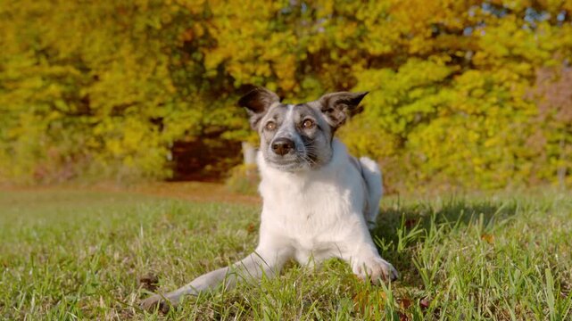 CLOSE UP, SLOW MOTION: Playful mixed breed dog lies in green grass with alert expression and wagging tail. Energetic pet suddenly stands up and runs away as golden autumn trees glow in the background.