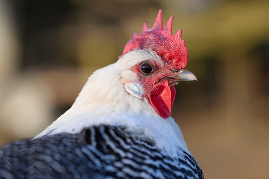 Close-up of a striking white and barred Braekel chicken, featuring a vibrant red comb and wattles. Its keen eye observes the rustic farm environment.