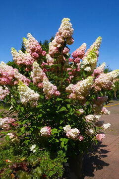 Rispenhortensie