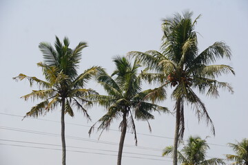 Three tall coconut palm trees swaying against a clear pale sky, showcasing lush green fronds and tropical scenery. © RizzDesign