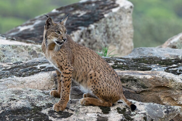 Obraz premium Iberian Lynx (Lynx pardinus) Sierra de Andújar, Andalucia, Spain