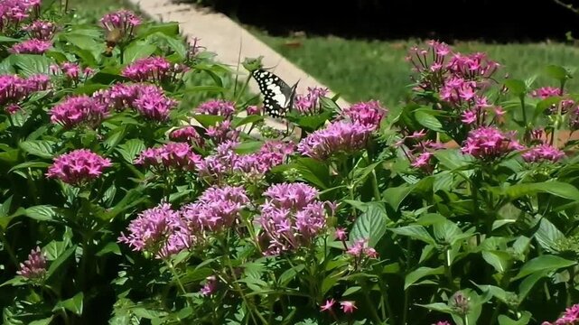 A close-up slow-motion macro shot of a lime swallowtail butterfly perched on bright pink Pentas lanceolata flowers, gently flapping and fluttering its patterned wings while feeding on nectar.
