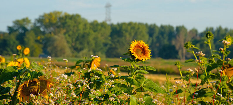 Wild flowers in a field in bright sunlight in summer, Almere, Flevoland, the Netherlands, July, 2026