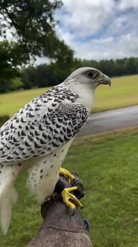 red tailed hawk in a cage