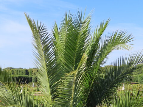 palm tree on blue sky