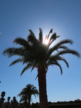 palm trees against blue sky