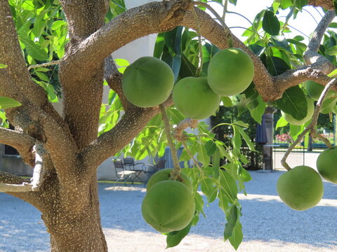 coconut on tree