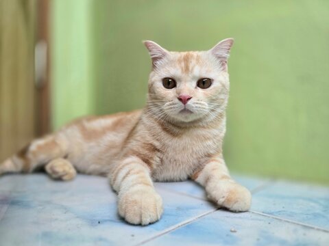Ginger cat lounging comfortably: A domestic ginger cat with striking amber eyes reclines on a tiled floor, its soft fur a blend of cream and orange, against a subtly textured green wall.